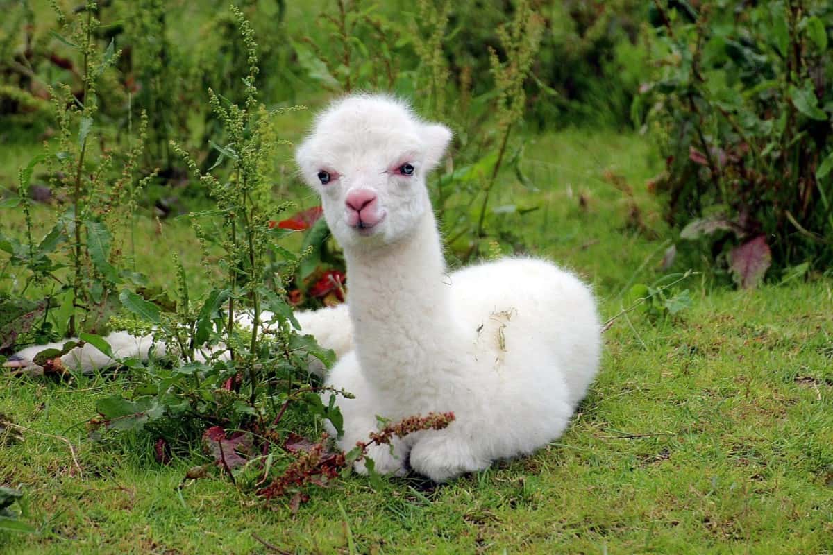 A fluffy, white alpaca that can probably be found at Mystic Mountain Alpacas.